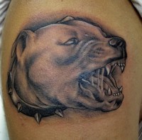 /album/animales-perros/pitbull-tattoo-04-jpg/